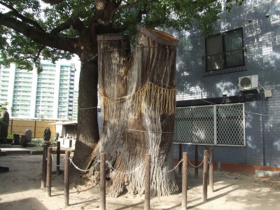 Ogususama (the tomb of Shakokumei)の画像