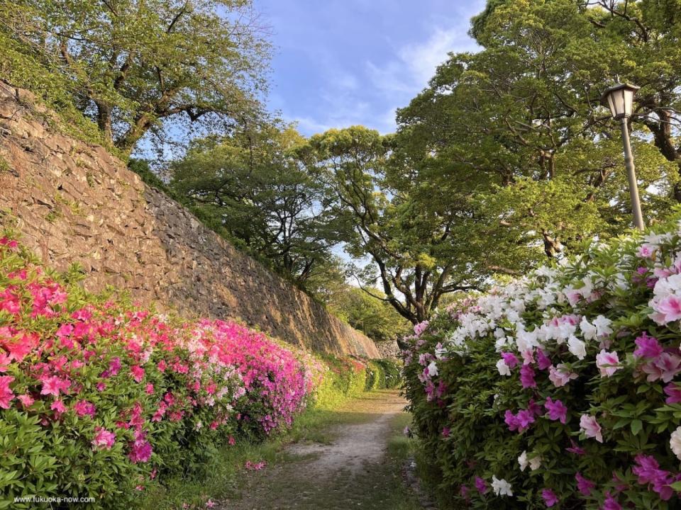maizuru park