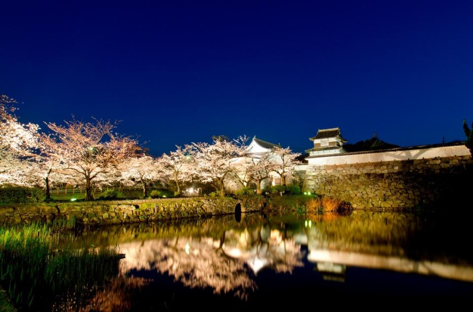 舞鶴公園內盛開的櫻花