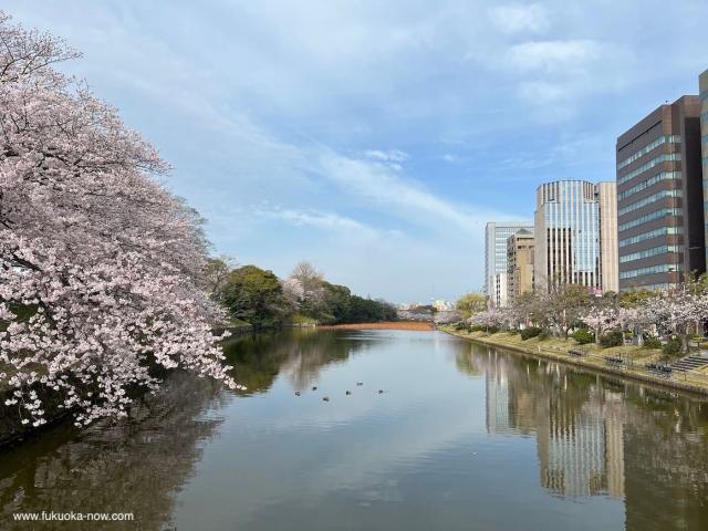 maizurupark-sakura