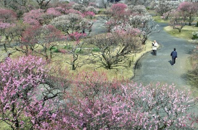 Spring blooms in Maizuru Park make it an attractive hanami destination