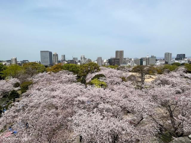 maizurupark-sakura