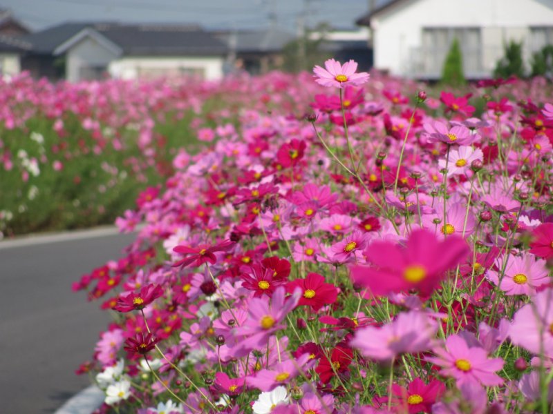 Cosmos Kaido (Cosmos Way)