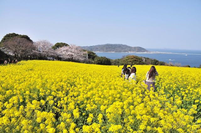 從志賀島可將海之中道盡入眼簾的全景花圃