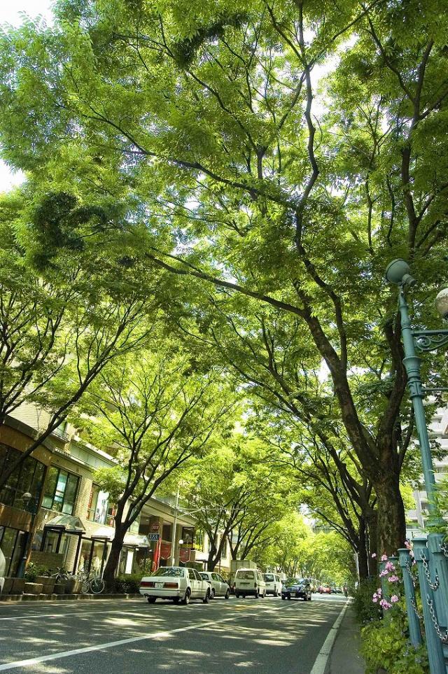 Keyaki  Dori Avenue