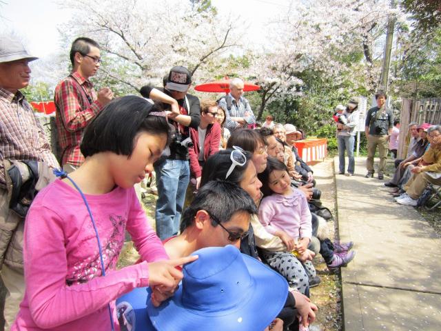 2000 cherry blossom trees will reach full bloom in Spring