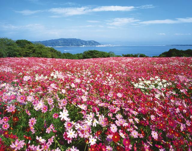 Nokonoshima Island Park