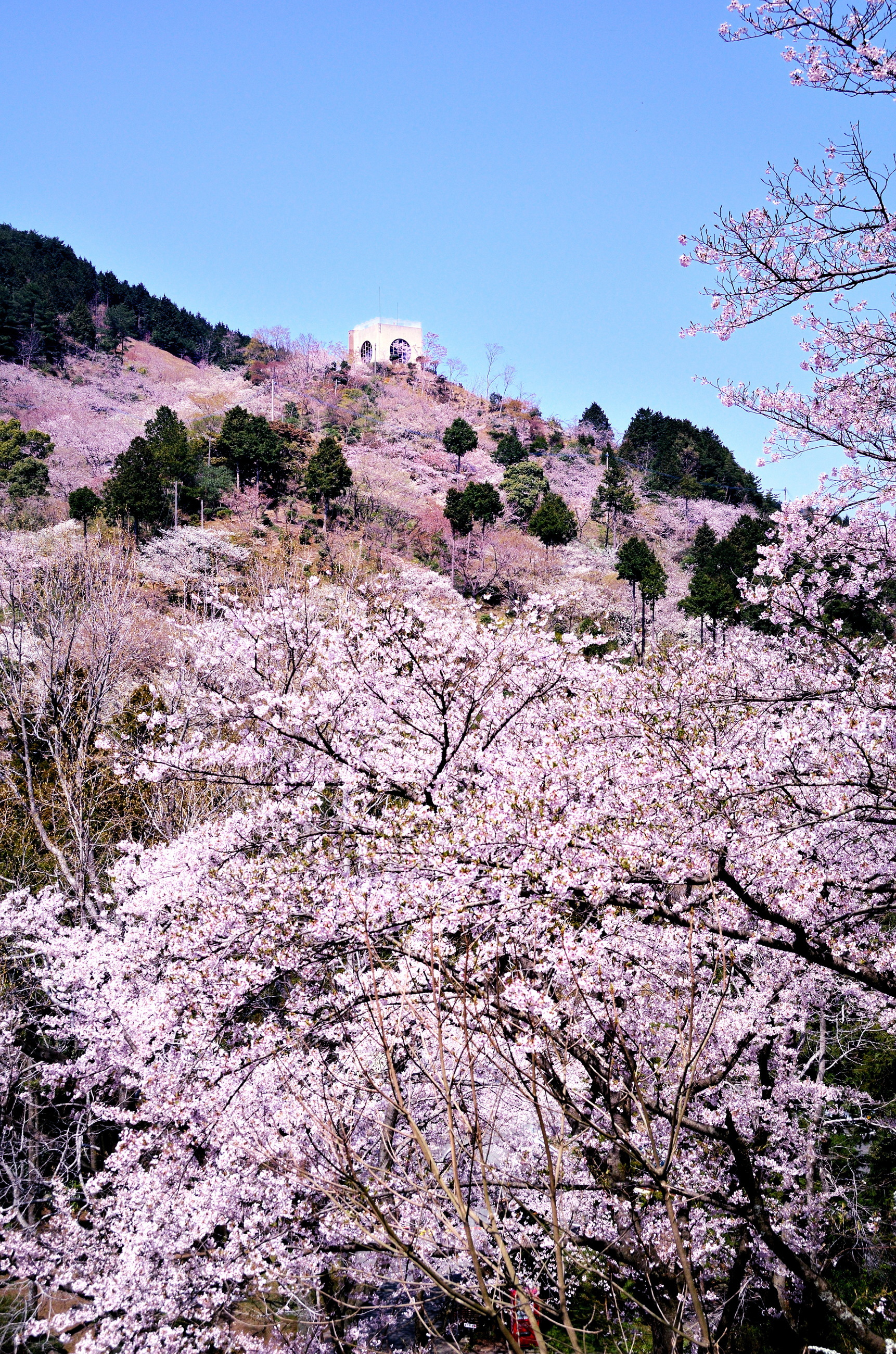 Abura-yama Shimin-no-Mori / Nature Observation Woods