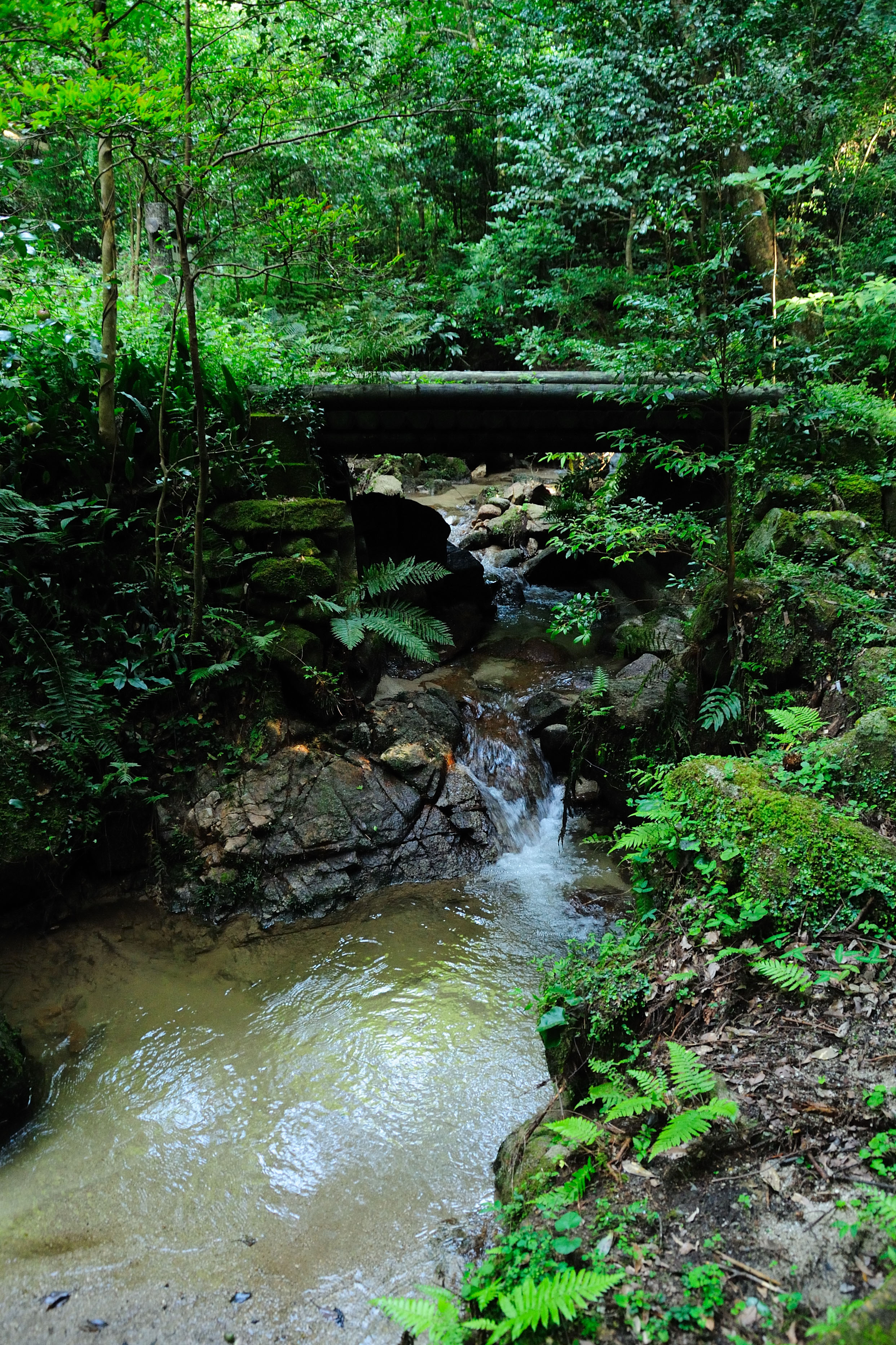 Abura-yama Shimin-no-Mori / Nature Observation Woods