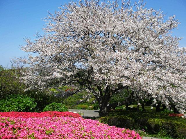 Nokonoshima Island Park