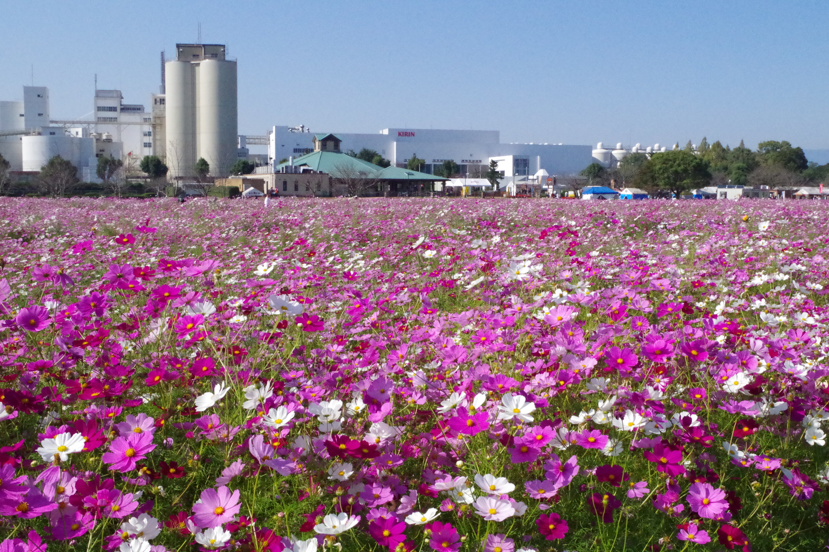 Kirin Beer Park Factory