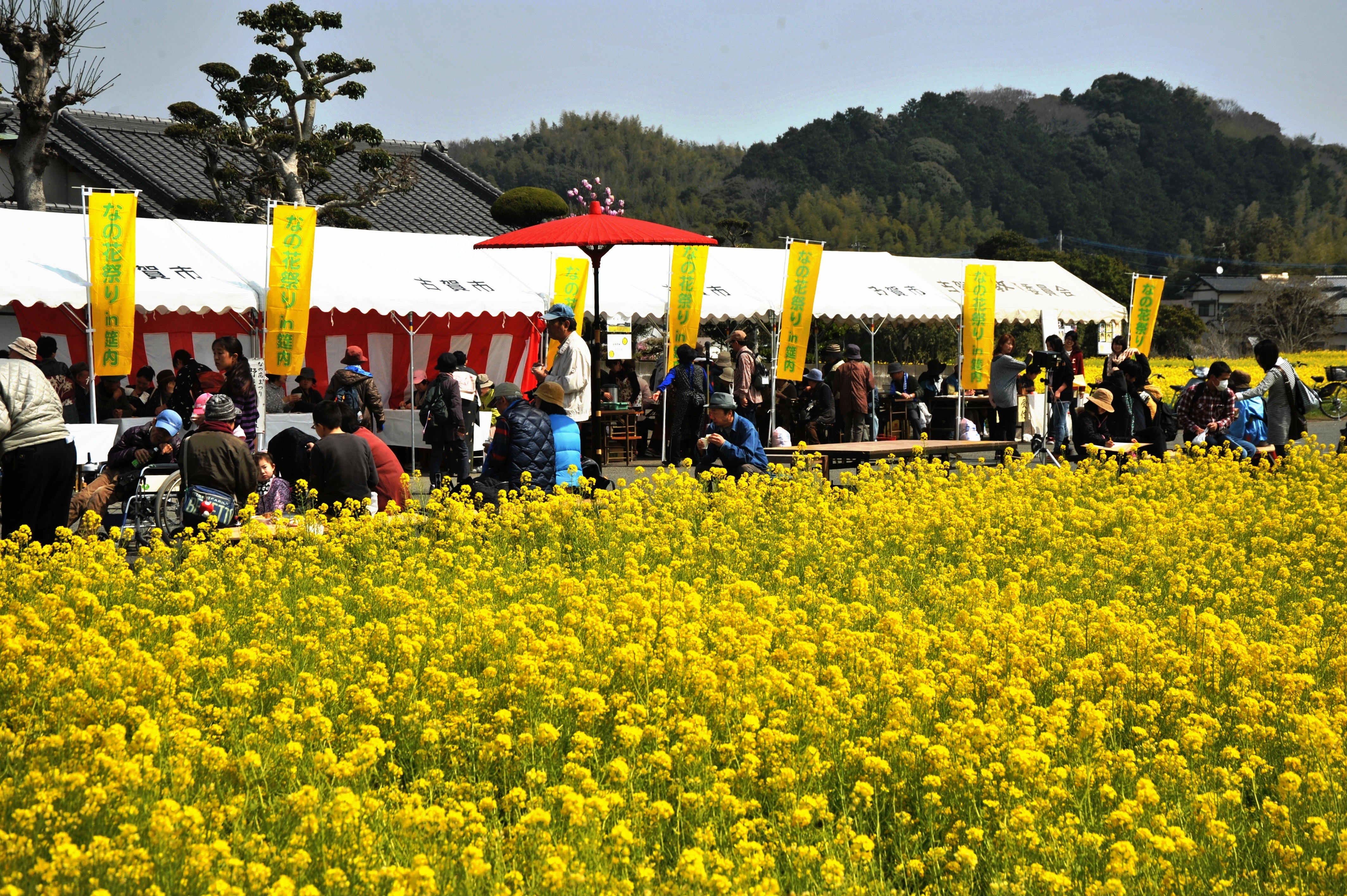 筵内油菜花道