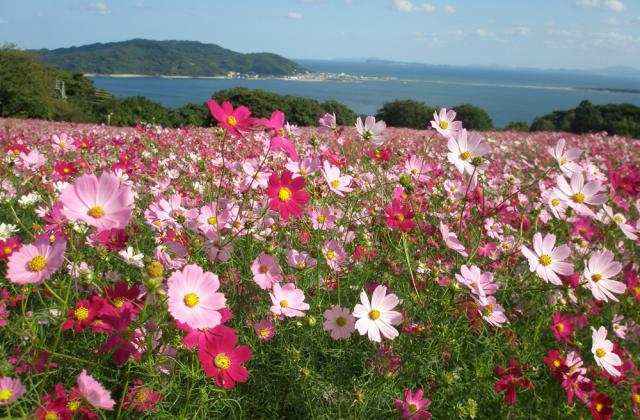 Nokonoshima Island