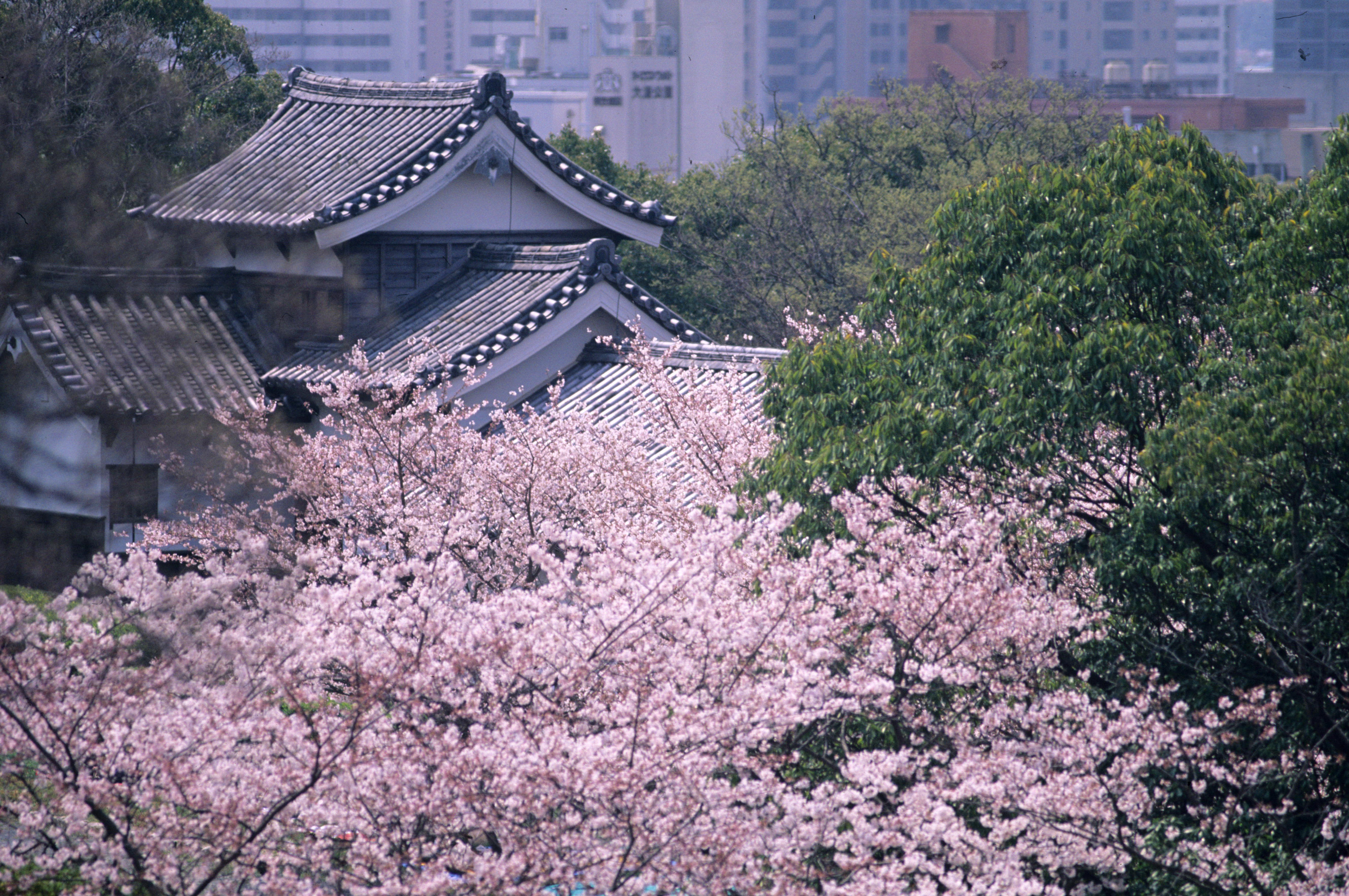 福岡城跡